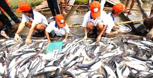 Euro 264,000 for tra fish breeding in Tra Vinh